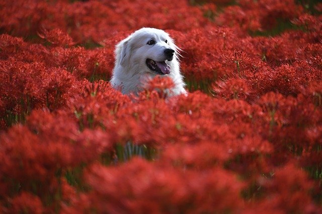 animal-g5323653fe_640